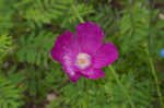 Woodland poppymallow